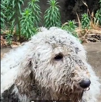 N0212052 Finally giant poodle who escaped her owner clutches #negl…_part2