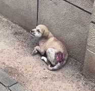 N2112075 Rescue stray dogs #rescue #cute #helpanimals #love #dog