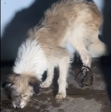 N2112076 Rescue stray dogs #rescue #cute #helpanimals #love #dog (4)