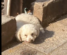 N2112077 Rescue stray dogs #rescue #cute #helpanimals #love #rescueanimals #t… (1)