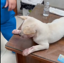 N2112078 Rescue stray dogs #rescue #cute #helpanimals #love #rescueanimals #t… (2)