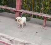 N2112079 Rescue stray dogs #rescue #cute #helpanimals #love #rescueanimals #t…