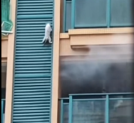 N2112080 Rescuing a Little Cat#cat #catsoftiktok #poorcat