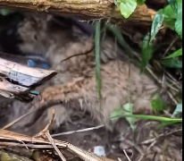 N2112081 This Dog Needed Help#dog #rescuedog #poordog #dogsoftiktok #fyp