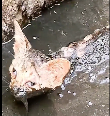 N2112082 Cat fell into deep mud was luckily saved by man #animal #rescue…