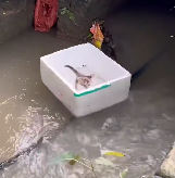 N2112083 Cat left floating in ditch was luckily rescued #animal #rescueanimals…