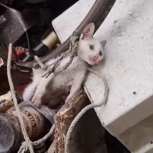 N2112084 Cat stuck around neck was luckily saved #animal #rescueanimals #rescu…