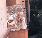 N2112085 Cat stuck in high place was lucky to be saved #animal #rescueanimals