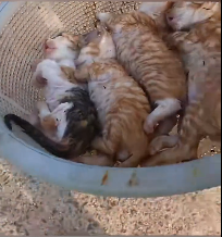N0212051 Rescue baby cats#rescueanimal #rescue#animals #rescuecat part2