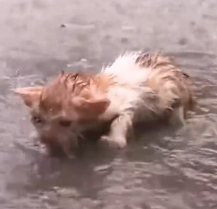 N2112086 Cat walking under wet coin lucky to be saved #animal #rescueanimals
