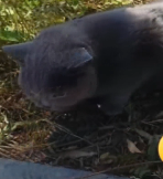 N2112087 found an injured, abandoned cat.Flies were swarming around its body