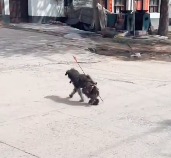 N2112089 found stray dog an arrow stuck in it back #rescuedog #help