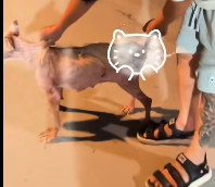N2112090 Helping an Injured Stray Dog Recover (Re uploaded)#dog #dogsoftiktok