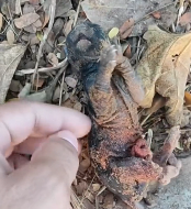 N2112091 kind man rescued an abandoned weak black panther cub, then…