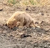 N2112093 little pup big heart #tiktok #foryou #cute #dog #pet