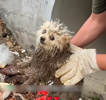 N2112094 man rescues poor dog landfill #dog #dogsoftiktok #puppytikto