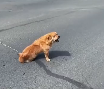 N2112095 Poor stray dog#rescuedog #help #abandoned #rescueanimals #straydog #a…