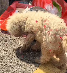 N2112096 puppy who craves #Tiktok #foryou #dog #pet #story #fyp