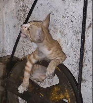 N2112098 Rescue kitten become stuck in elevator mechanism #animal #anima