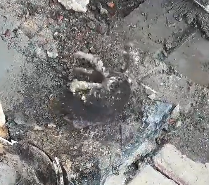 N2112099 Rescue kitten trapped in cement #rescue #cute #helpanimals #love