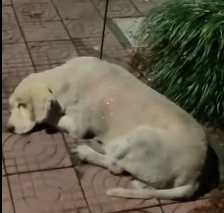 N2112100 Rescue Labrador#dogs #dogsoftiktok #rescuedog #straydog #doglover