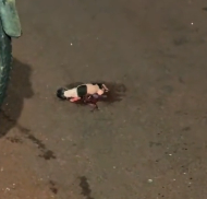 N2412001 rescued newly born puppy, it ended up being duckling