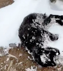 N2412002 Rescued What He Thought Was Puppy It Turned Into giant black wol