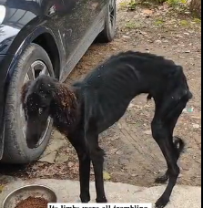N2412003 spotted very thin stray dog, it walked away as soon as it saw…