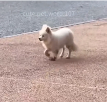 N2412004 stray dog an injured leg#rescuedog #dog #help #dogrescue #anim…