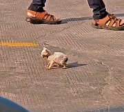 N2412005 skinny little cat was abandoned something no one expected#anima