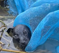 N2412006 story of recuse my dog become friend #animal #help #sa