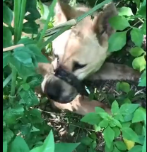 N0212049 Rescue dog#rescueanimal #rescue #animals part2