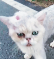 N2412007 Thank God protection#animallover #animals #cute #ilovecats #rescu