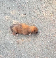 N2412009 Rescuing Puppy Surrounded by Flies Maggots #rescue #cute #hel