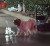 N24120100 Rescuing Stray Dog Who Lost Its Owner #rescue #cute #helpanimals