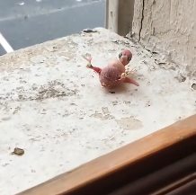 N2412011 tiny bird fell through my window #animals #animalsoftiktok #animall