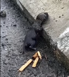 N2412012 Girl adopted puppy on road #rescue #rescueanimals #animals #ani