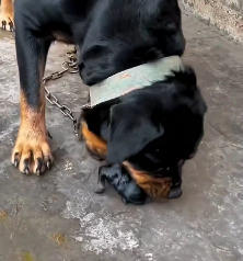 N2412013 Rescue puppy #rescue #rescueanimals #animals #animalsoftiktok #dog