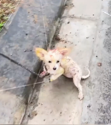 N2412014 Rescue puppy on road #rescue #rescueanimals #animals #animalsof…