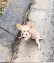 N2412014 Rescue puppy on road #rescue #rescueanimals #animals #animalsof…