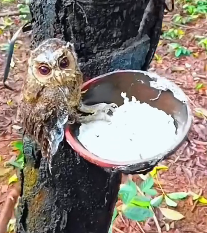 N2412015 Rescue baby owl #rescue #rescueanimals #animals #animalsoftiktok