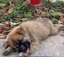 N2412016 Rescue puppy on road #rescue #rescueanimals #animals #animalsof