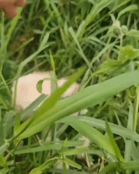 N0212048 Rescue cat#rescueanimal #rescue #animals part2