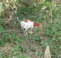 N2412017 Rescue puppy is crying help #animal #rescue #rescueanimals