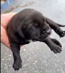 N2412018 abandoned puppy adopted after year #rescue #rescueanimals #an…