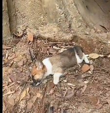 N2412019 Rescue puppy #rescue #rescueanimals #animals #animals #animalsoftikto