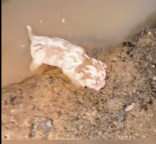 N2412020 Poor puppy adopted by girl #rescue #rescueanimals #animals #animalsof…