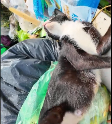 N2412021 Rescue family of cat #rescuecat #rescue #animal #animlasoftiktok #c…