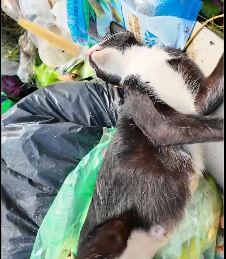 N2412021 Rescue family of cat #rescuecat #rescue #animal #animlasoftiktok #c…