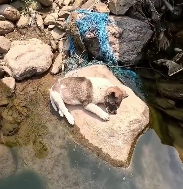 N2412023 Rescue puppy #rescue #animals #animalsoftiktok #rescuedog #puppy